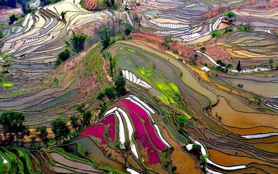Photo:  Aerial photo of Rice Field Terraces in Yunnan, China